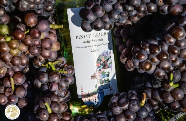 DOC delle Venezie makes up 77% of Triveneto Pinot Grigio bottled in 2021