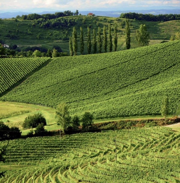 Why it’s time to embrace the ‘mother-in-law’ of grapes