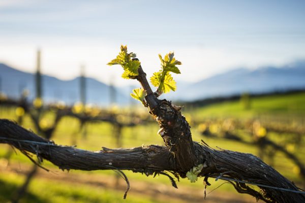 An experimental white Noir Pinot  from Central Otago is turning heads