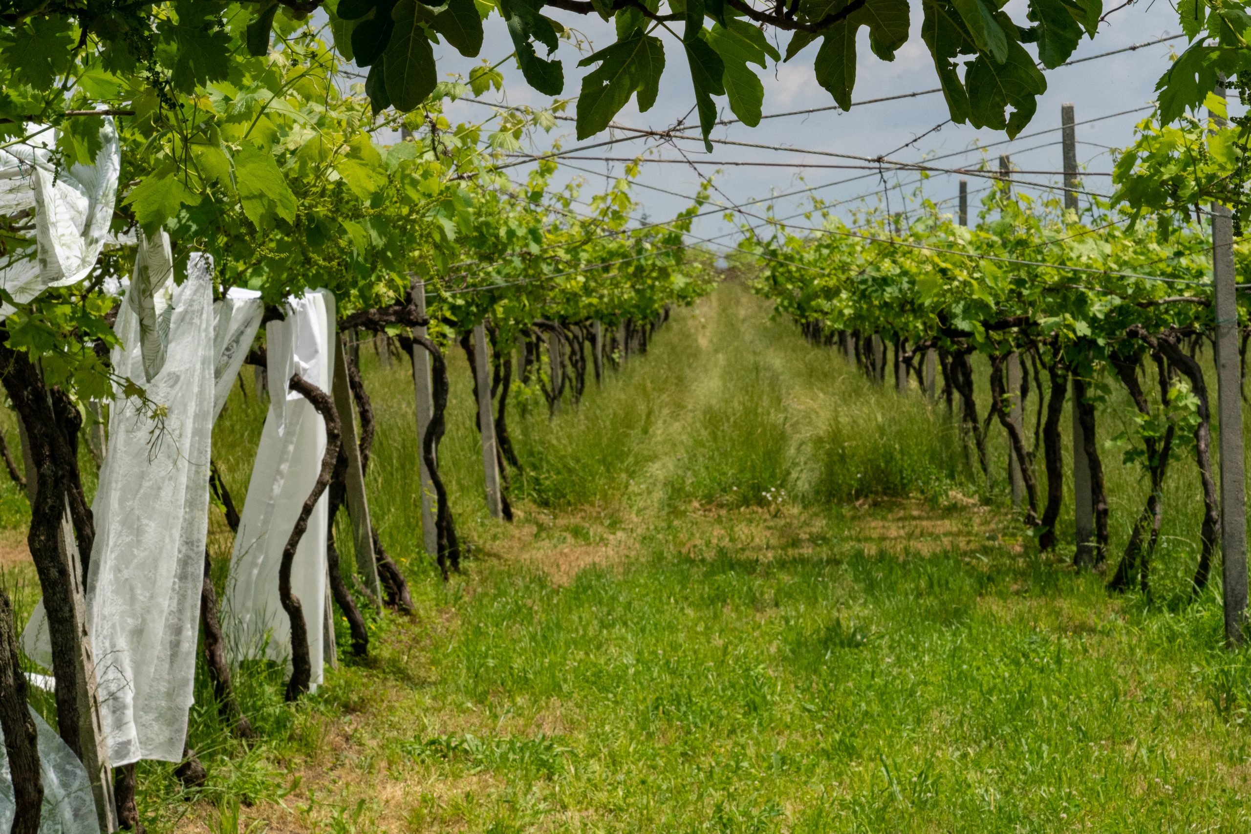 Spotlight: Consorzio Custoza