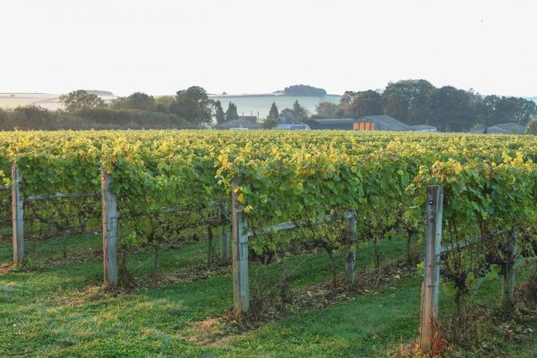 English sparkling producer Langham reveals large-scale expansion plans