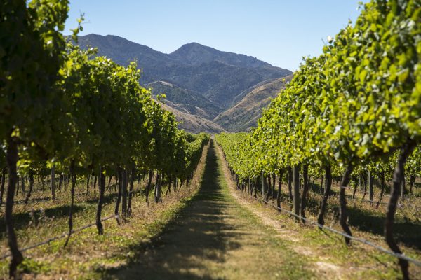 Villa Maria introduces UK bottling as shipping glass ‘just doesn’t make sense’