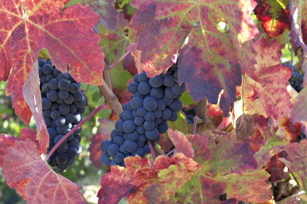 Vinos D.O. Navarra announces ‘seeking importer’ tasting