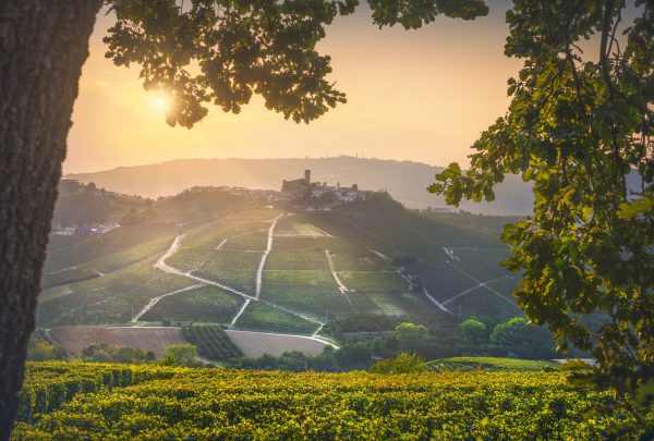 Will the strong 2019 harvest kick-start renewed vigour in Piedmont?