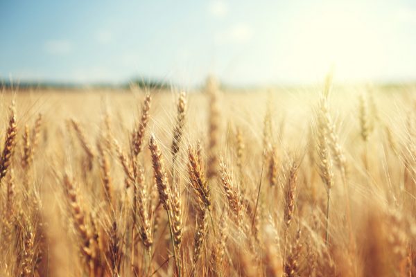 China’s wheat harvest “worst in history”, says agriculture minister