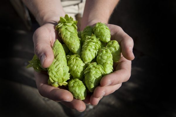 Russian brewers ask ministry for help with hop shortage