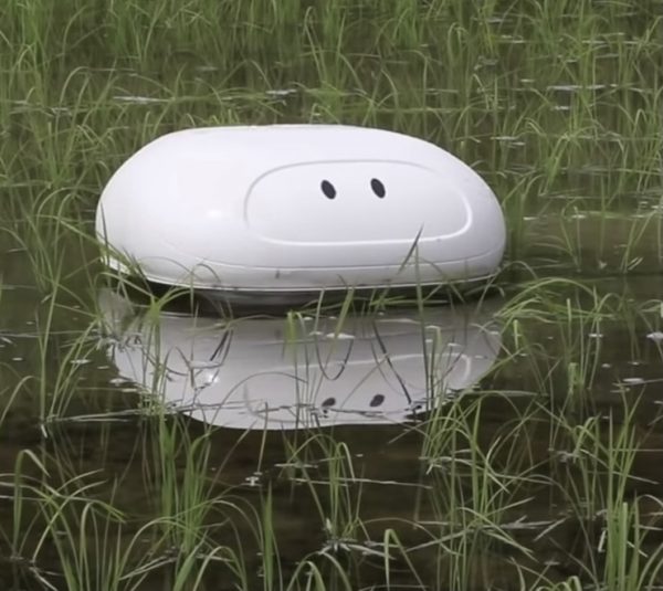 Sake brewery employs automatic weeding robot