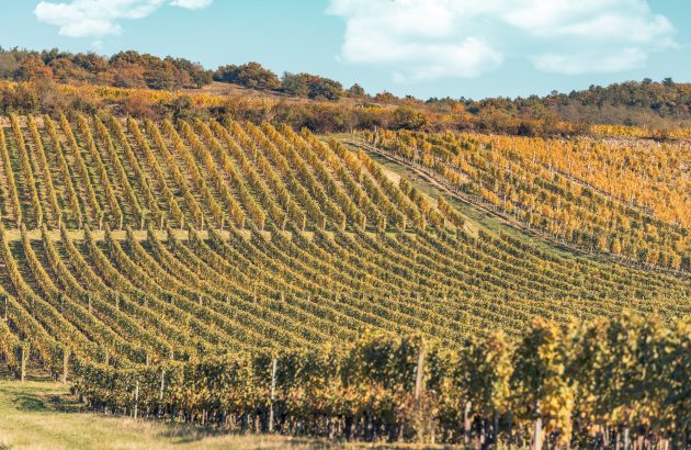 Tokaj faces a dearth of workers as elderly pickers retire