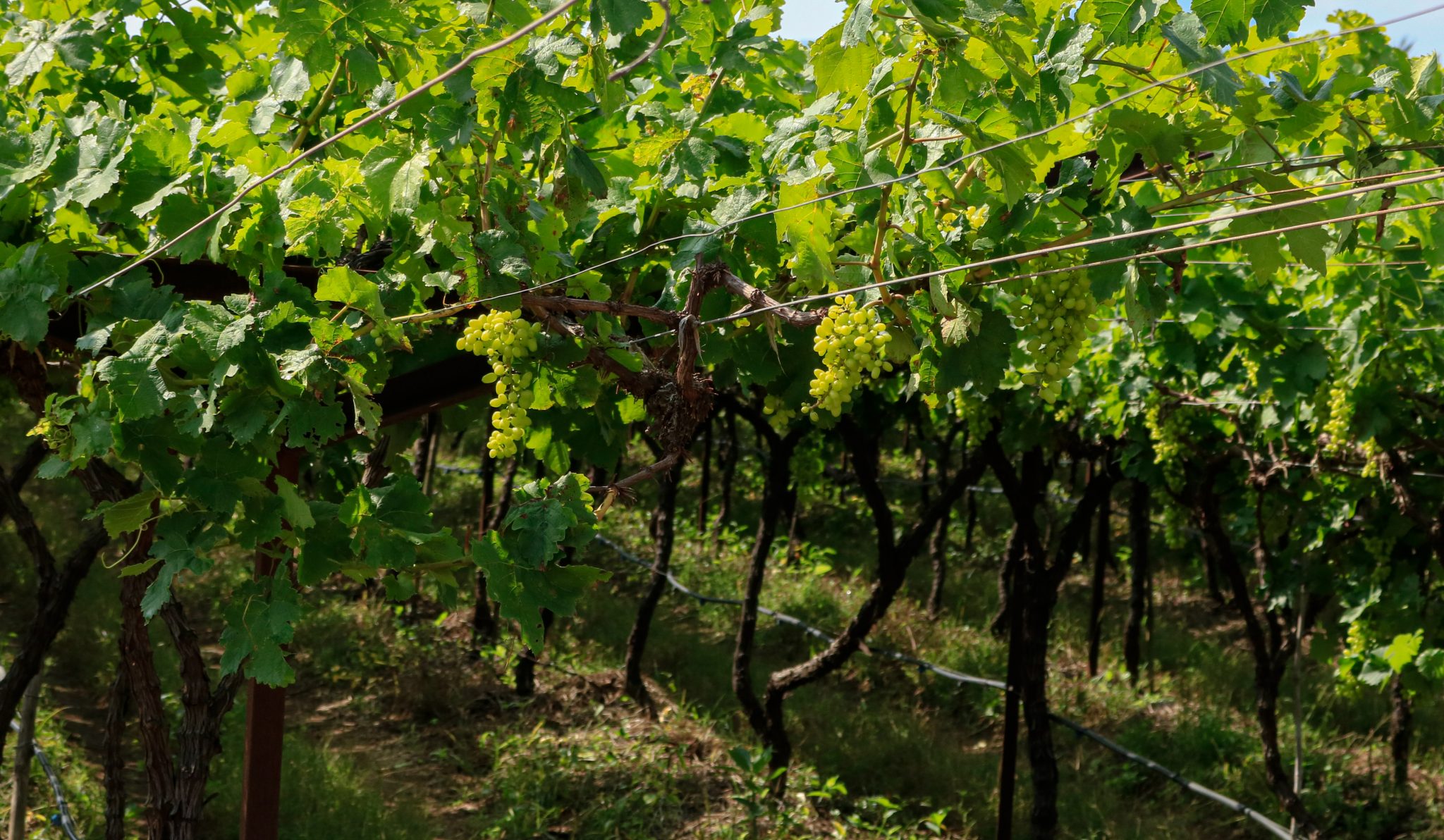 Draft rules revealed for the sale of wine in Maharashtra supermarkets