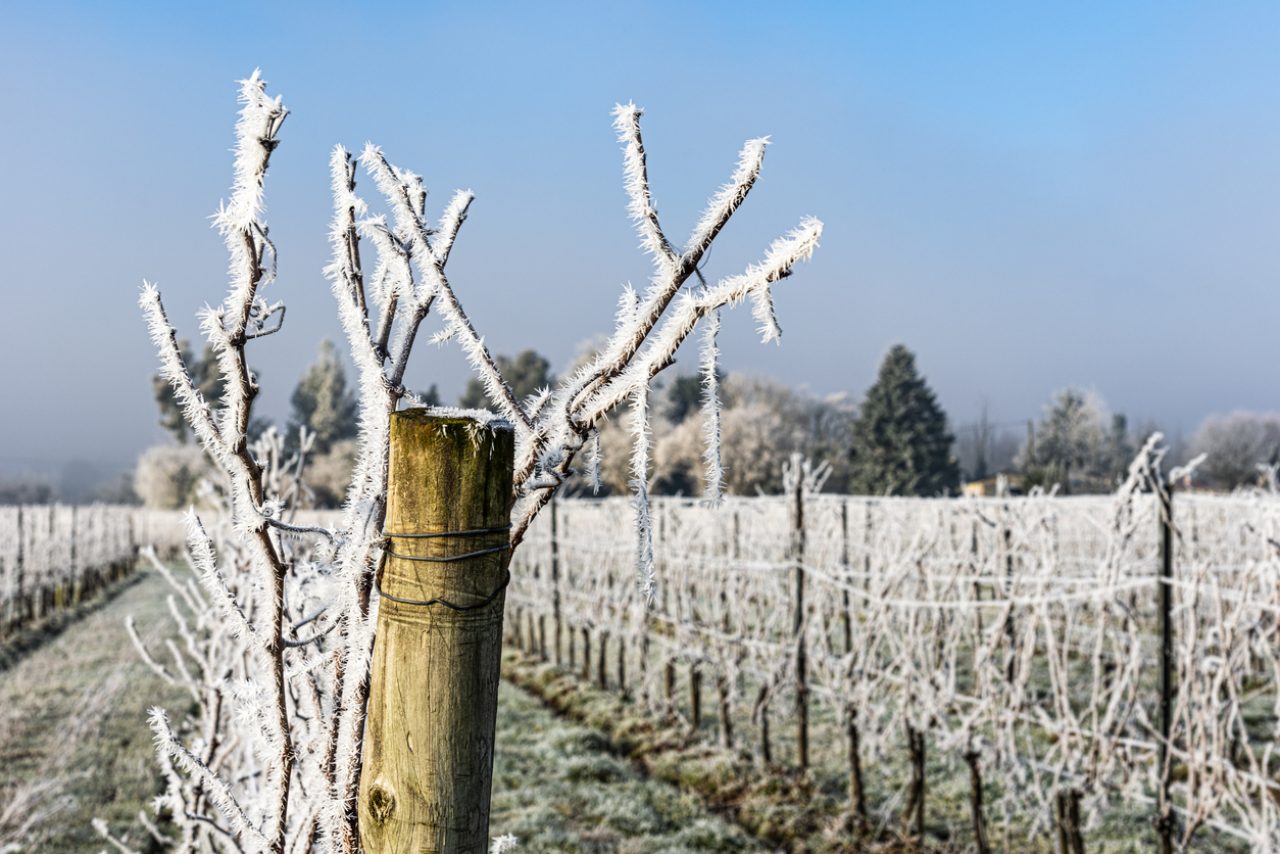 French winegrowers struggle with weather