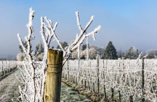French winegrowers struggle with weather