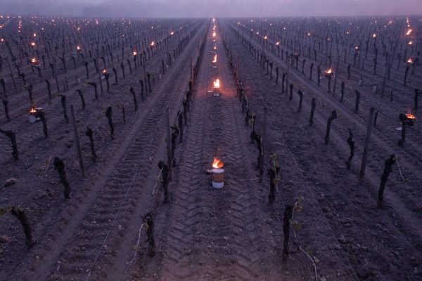 Chablis – the threat from recurring frosts should not be ignored 