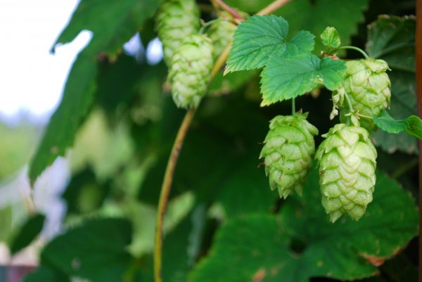 NZ’s Hop Revolution signs deal for US expansion