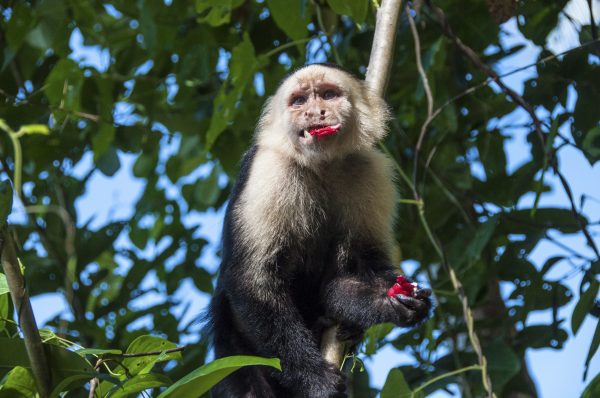 Monkeys’ fondness for boozy fruit could explain why humans love alcohol, study finds