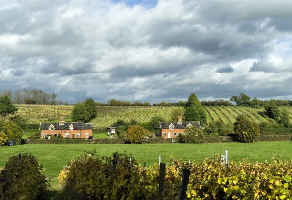 Area of East Anglia under vine quadruples