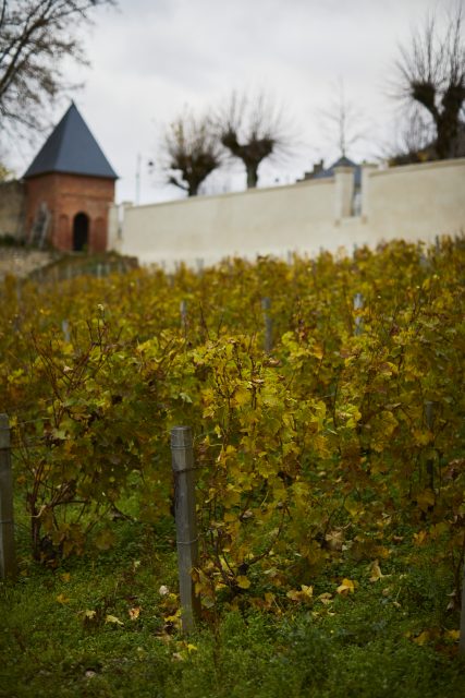 Pol Roger Portfolio partners with The Drinks Business Green Awards 2022