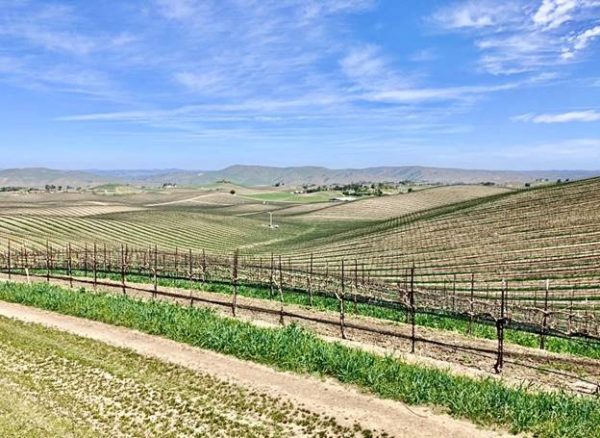 The Duckhorn Portfolio acquires ‘rare find’ Paso Robles vineyard
