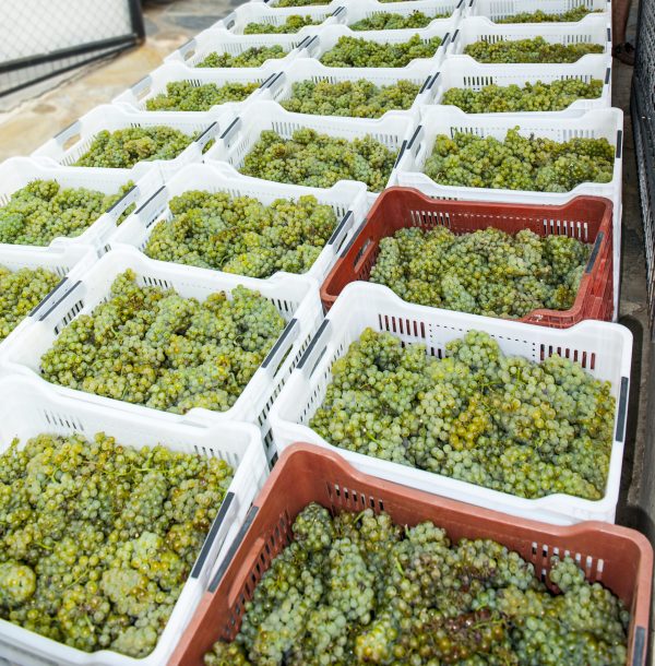 Tonnes of grapes ‘left to rot’ as Australia struggles to shift wine