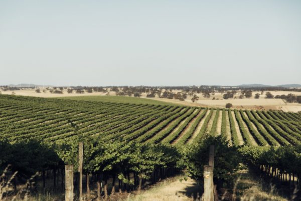 Sustainable Winegrowing Australia impact report shows positive improvement in eco measures