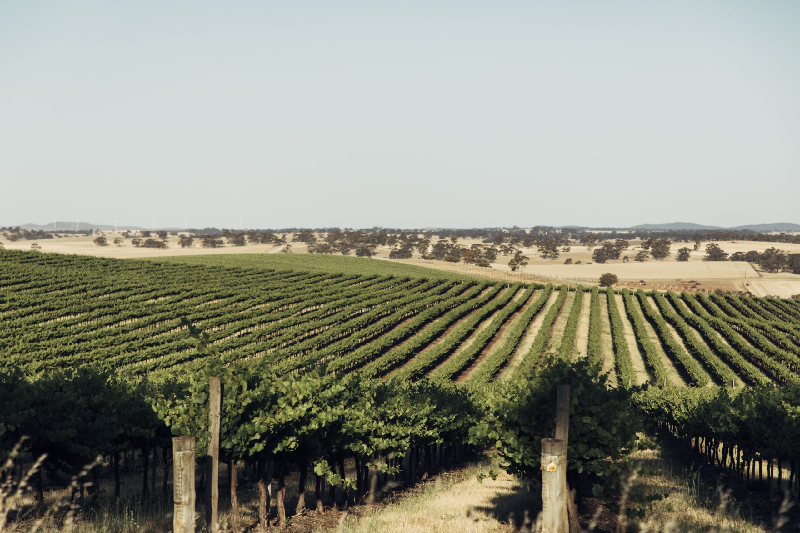 Sustainable Winegrowing Australia releases 2021 impact report
