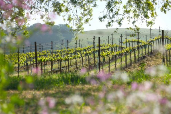 Spring Tasting shines spotlight on best releases for 2022