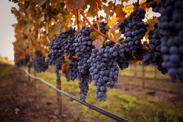 10 wines from the Global Cabernet Sauvignon Masters 2024