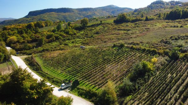 Georgian wine poised for growth in US market