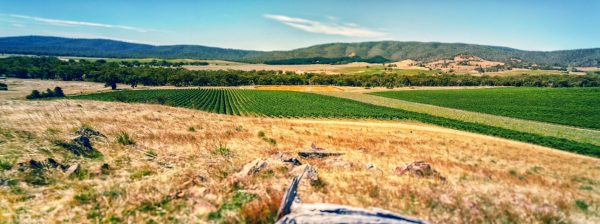 Discover Wine Victoria’s potential at London Wine Fair