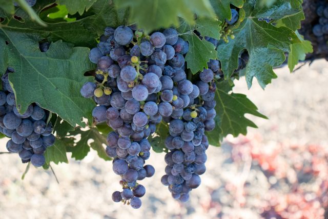 Cabernet Franc Napa