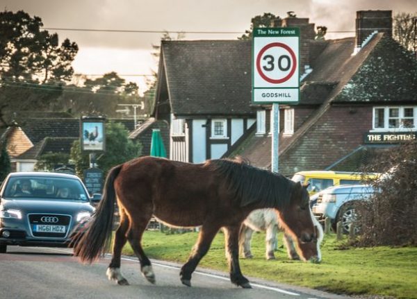Footage shows man riding horse into pub during Platinum Jubilee
