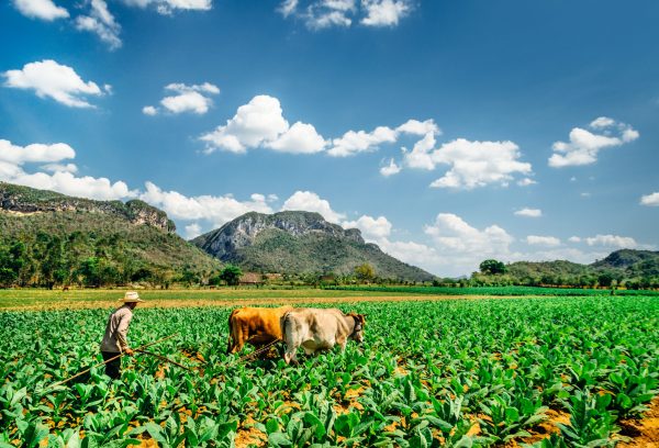 Havana Club celebrates 1000th truck of vinasses going to local farms