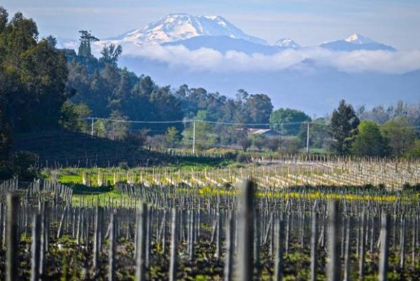 GCF acquires Viña Las Niñas in Chile