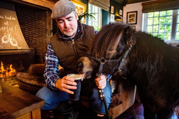 Beer-drinking pony becomes town mayor