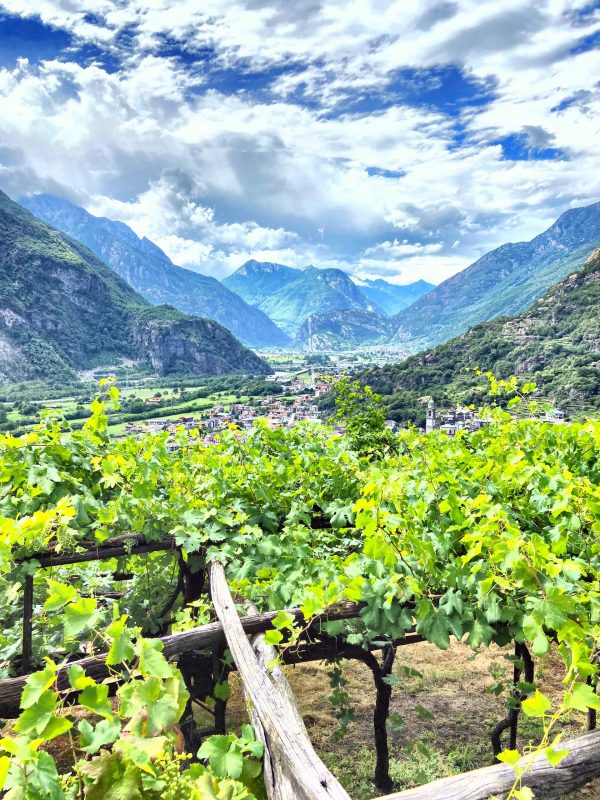 Exciting new wave of young vignerons emerge in Canavese