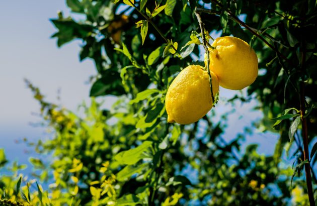 Amalfi lemons under threat from climate change