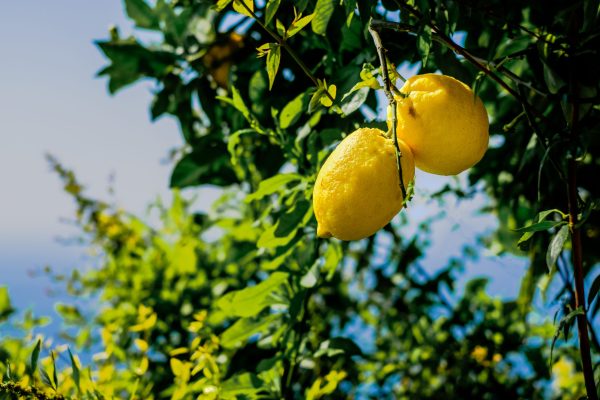 Amalfi lemons under threat from climate change