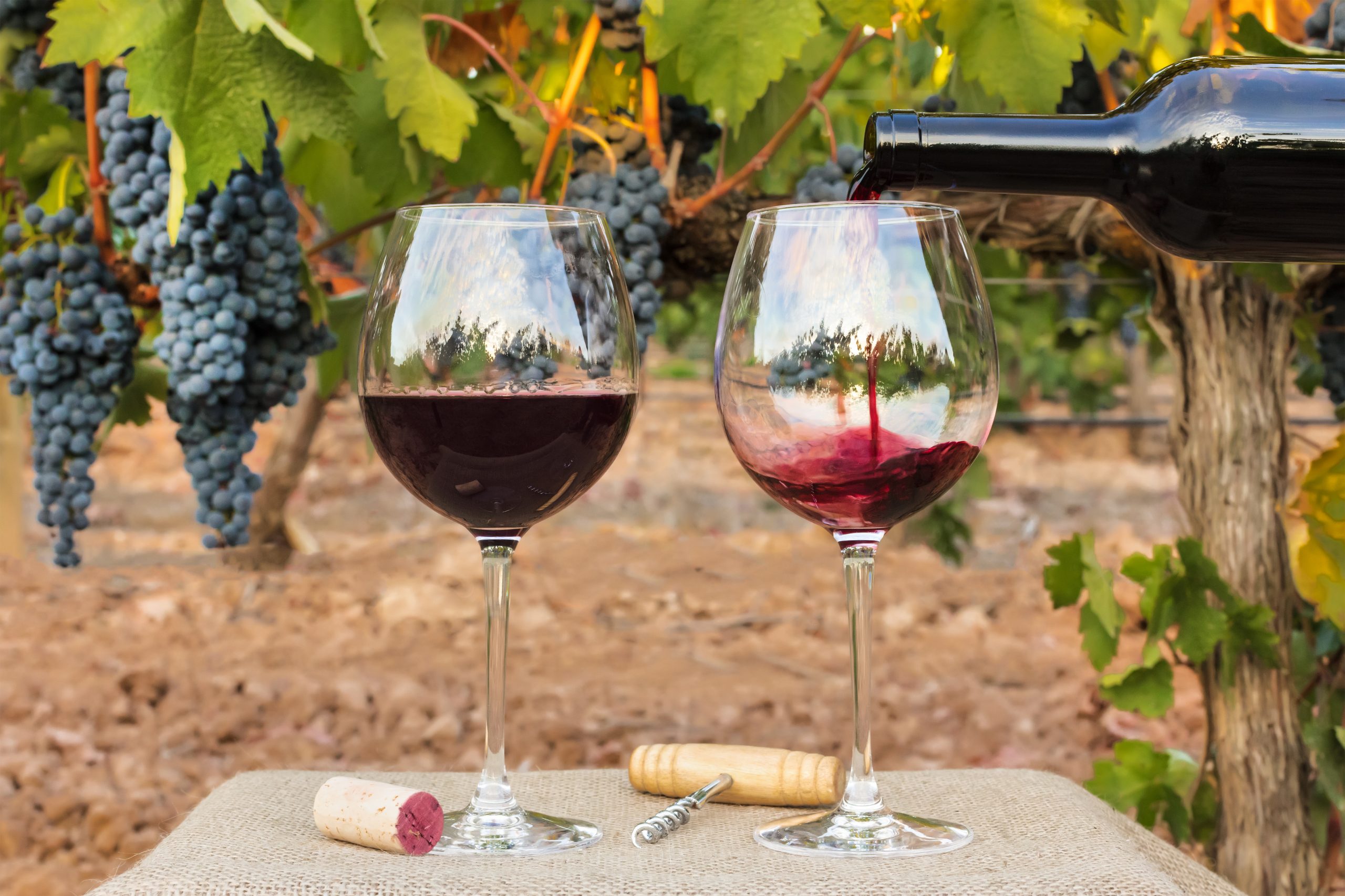 Виноградное вино с травами. Божоле нуво Бургундия. Вино Божоле нуво. Божоле нуво вино Бургундия. Сорт винограда Божоле.