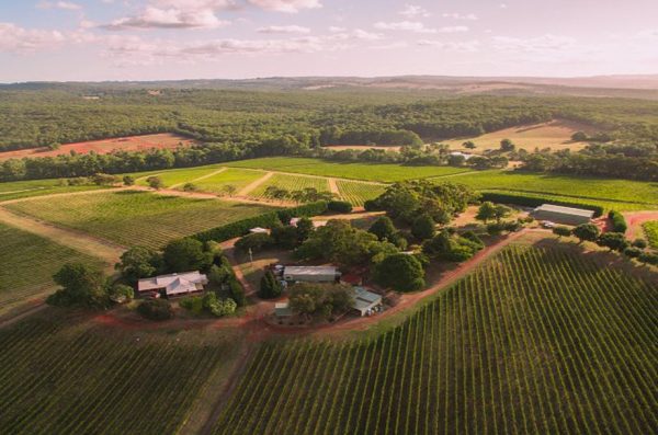Treasury Wine Estates acquires 55-hectare Yarra Valley vineyard from Accolade