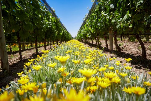 Argentine wine group commits to soil carbon capture by joining global initiative