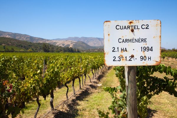Carmenere: a history of patience
