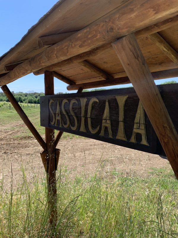 Bolgheri: the rise of terroir-focused Pliocene salty clay driven wines