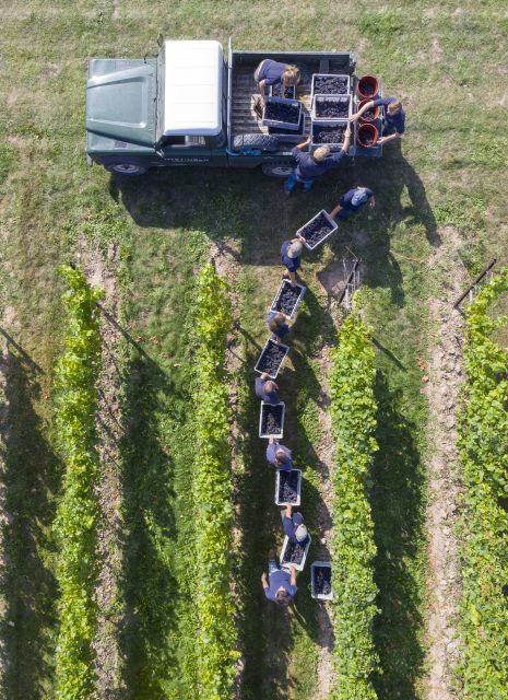 The Nyetimber team's sparkling wine harvest 2020