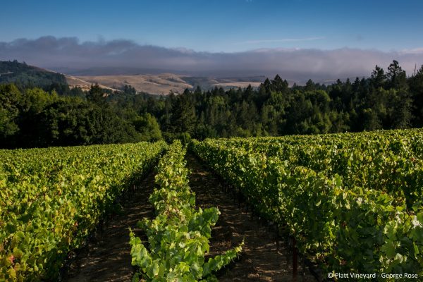 AXA Millésimes strategic shift with Californian Platt Vineyard purchase