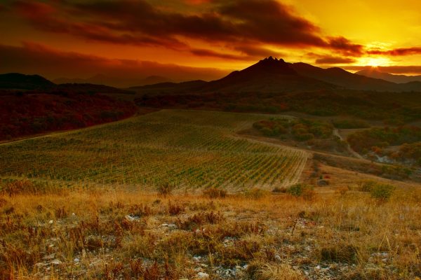 Ukrainian wines prove a hit with London market