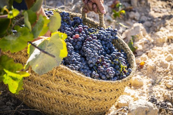 Grape farming in Dodoma, Tanzania set to be transformed