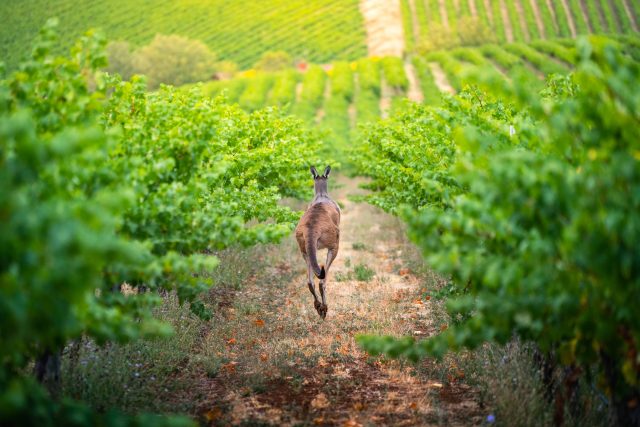 Wine Australia launches AUS$2.2 million biodiversity programme