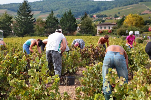 Beaujolais vintage looks promising despite extreme weather