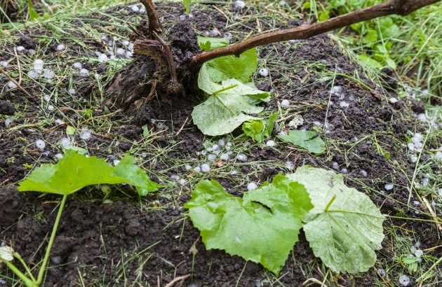 How heatwaves to hailstorms are threatening the world’s finest wines