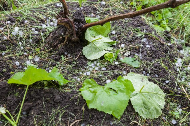 Ten days of hail damage 30,000 hectares of French vine