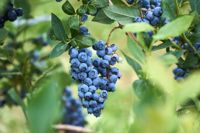 Blueberry farmers make wine from misshapen fruit